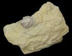 Blastoid (Pentremites) Fossil - Illinois #42822-1